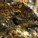 reines Gold im Gestein
